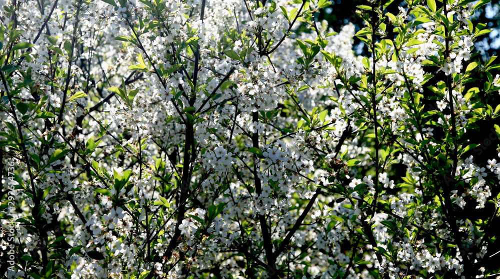 Blooming cherry tree in the garden. Cherry flowers close up.A bouquet flowers. Floral collage. Flower composition. Nature. Blooming cherry tree in the garden. Cherry flowers close up.A bouquet flowers. Floral collage. Flower composition. Nature.