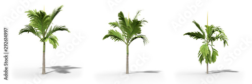 Betel nut palm on a white background.Isolated trees with clipping path  Realistic 3D rendering