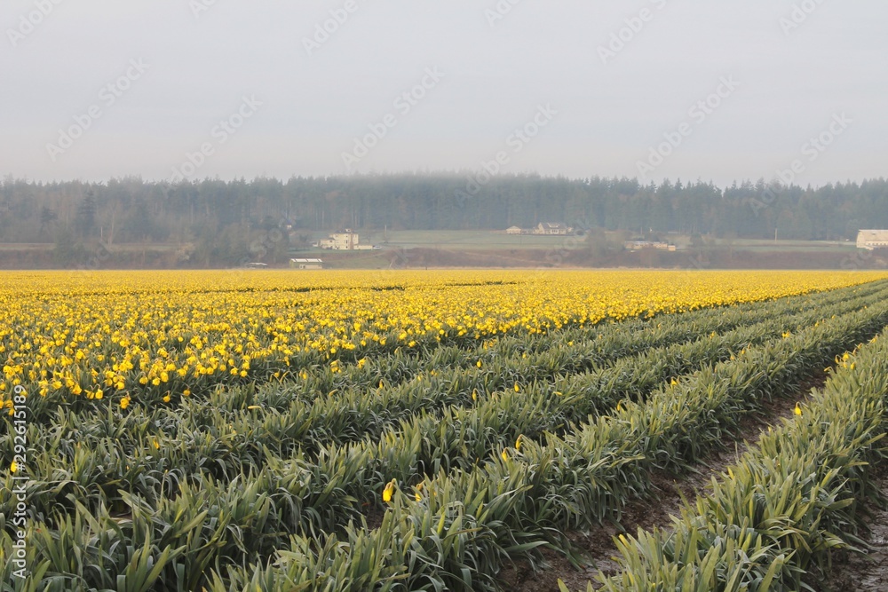 Flower fields with blooming yellow daffodils on one side and already harvested green rows on the other