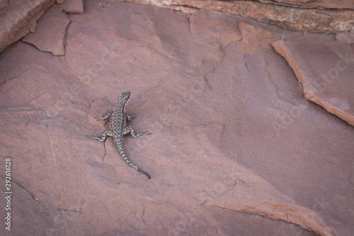Lizard in Moab  Utah