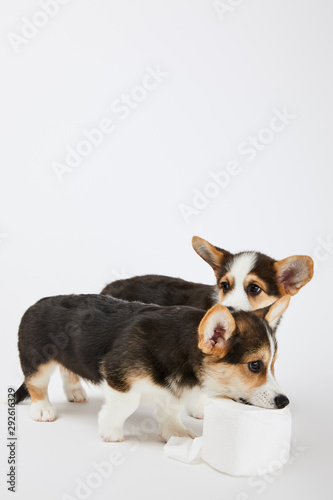 cute welsh corgi puppies playing with toilet paper on white background