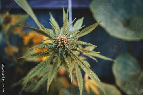 Cannabis wild plant in garden.