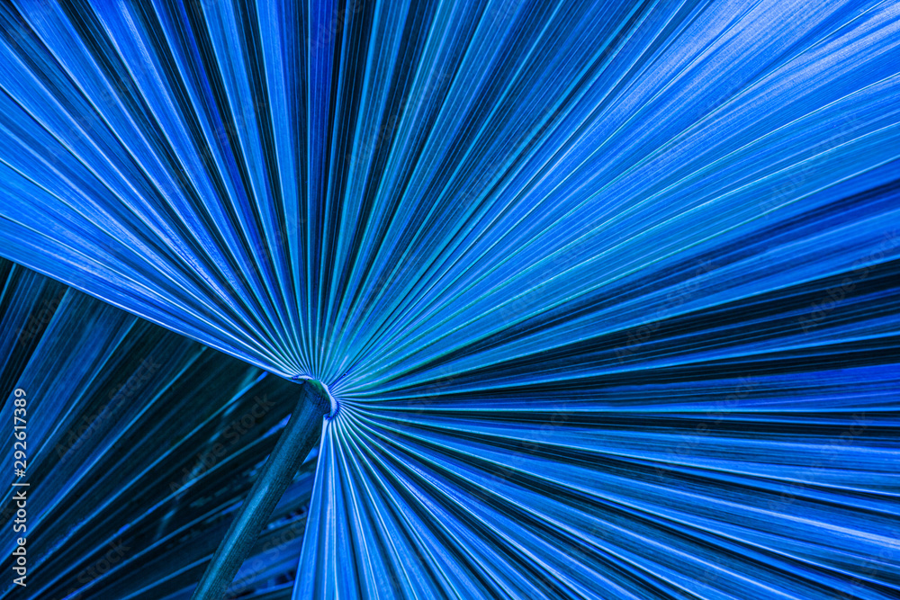 Obraz premium tropical palm leaf and shadow, abstract natural green background, dark blue tone