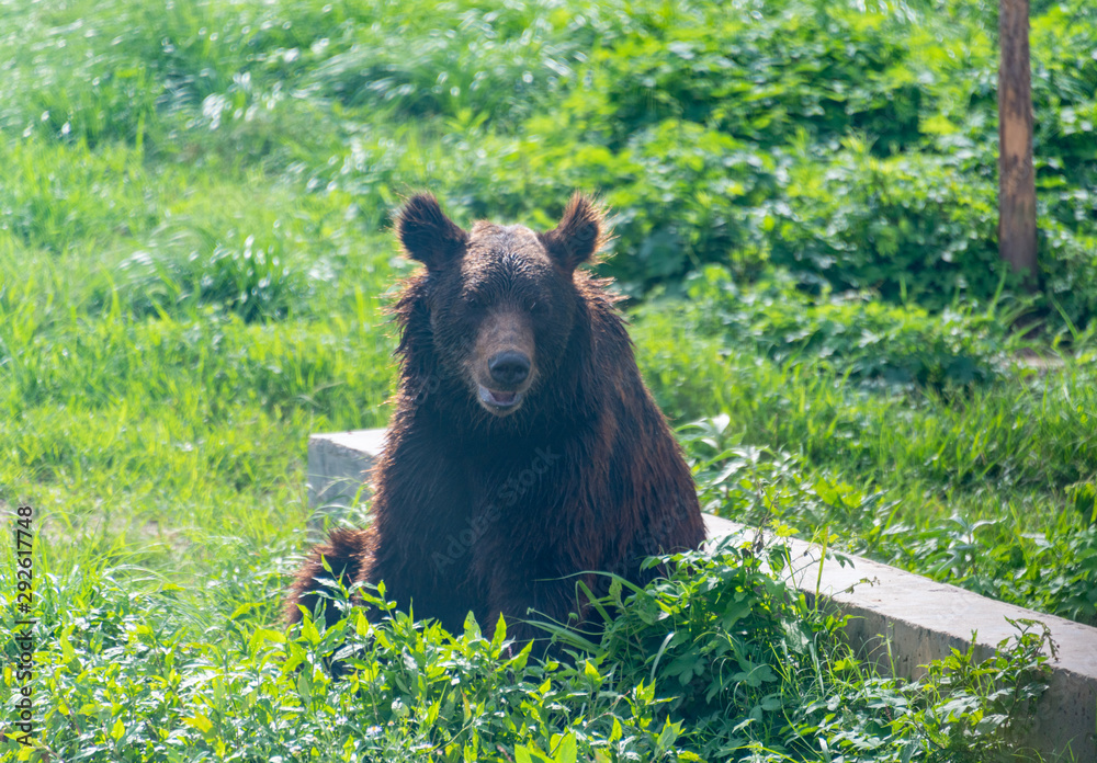Fototapeta premium A cute black bear in a wildlife park.