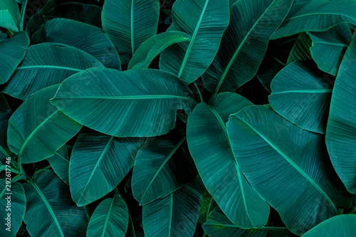 Obraz tropikalny liść banana, streszczenie zielony liść banana, duże liście palmowe natura ciemnozielone tło