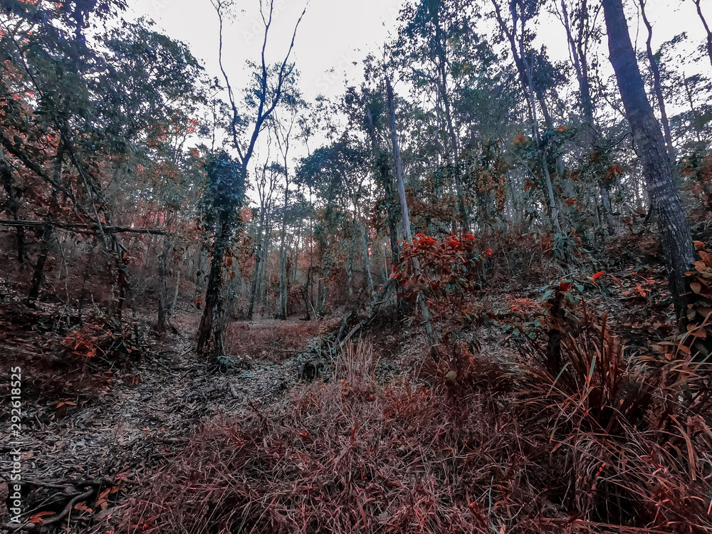 Fototapeta premium Enoggera Reservoir Australia