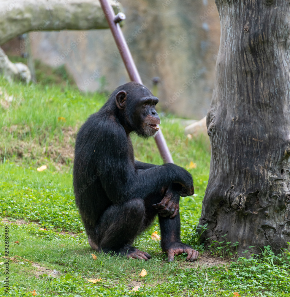 Obraz premium Chimpanzees sitting on the ground in a wildlife park