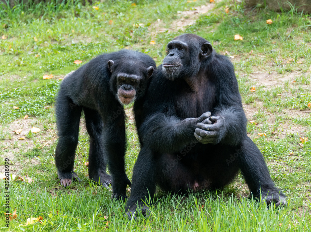 Chimpanzees sitting on the ground in a wildlife park Chimpanzees sitting on the ground in a wildlife park