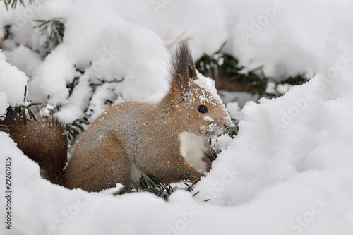 大雪 © mihiro_wildlife