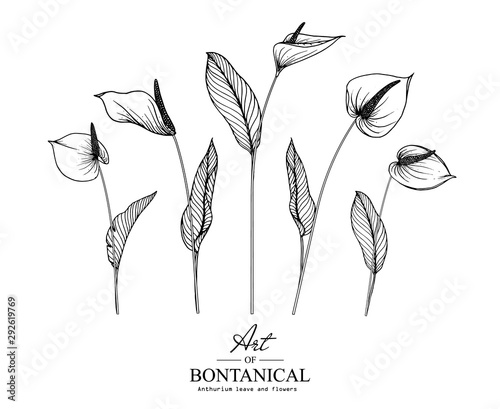 Sketch Floral Botany Collection. Anthurium flower drawings. Black and white with line art on white backgrounds. Hand Drawn Botanical Illustrations.Vector.