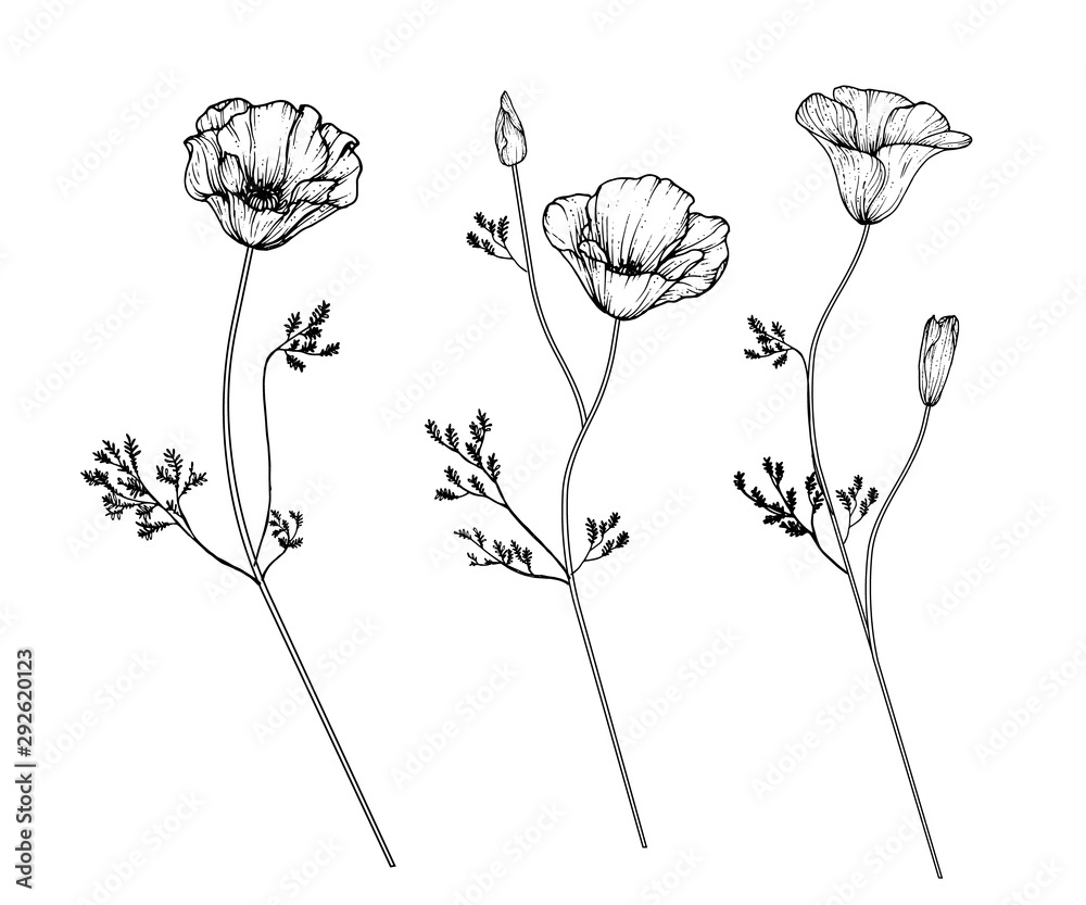 Poppy Line Drawing