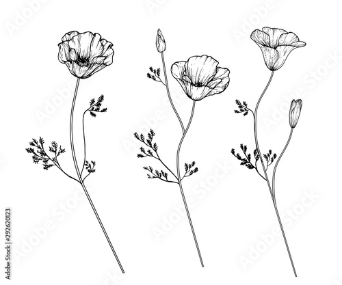 Sketch Floral Botany Collection. California poppy flower drawings. Black and white with line art on white backgrounds. Hand Drawn Botanical Illustrations.Vector.