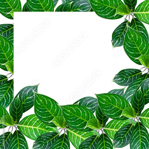 Green leaf with frame white background