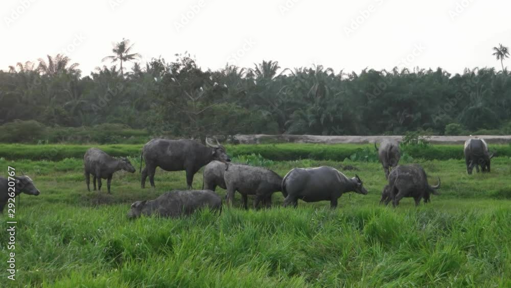 Buffaloes herd on the way going back to cage. Buffaloes herd on the way going back to cage.