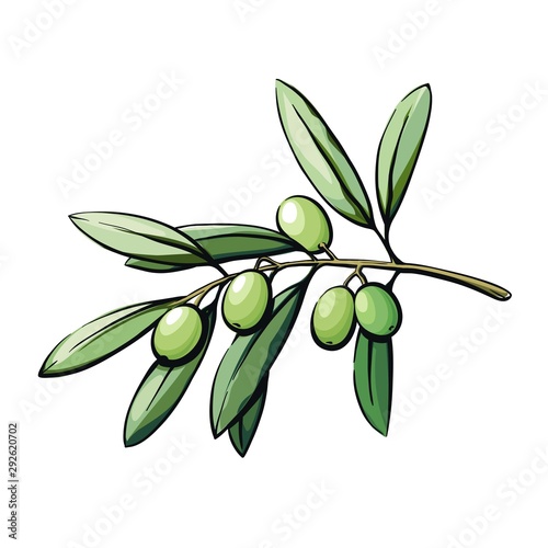 olive tree branch with fruits. color vector illustration isolated on white