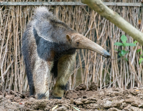 A magnificent anteater in a wildlife park. photo