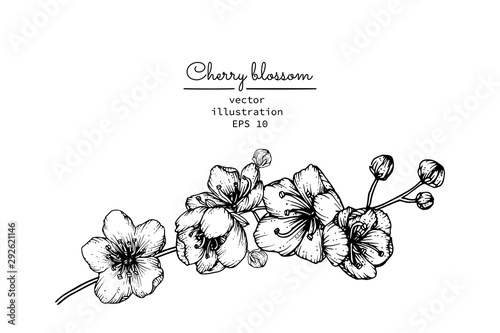 Sketch Floral Botany Collection. Cherry Blossom flower drawings. Black and white with line art on white backgrounds. Hand Drawn Botanical Illustrations.Vector.