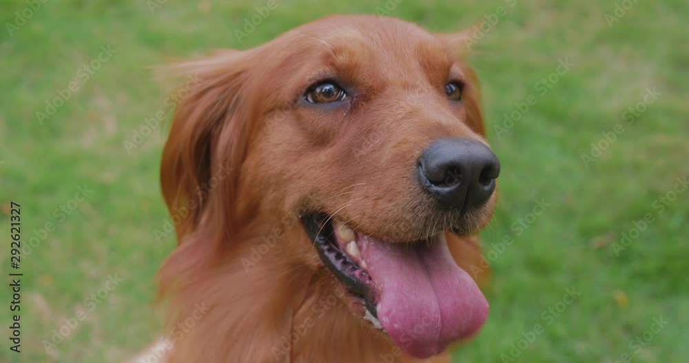 Close up portrait of one adult lovely golden retriever dog lovely pet animal slow motion footage Close up portrait of one adult lovely golden retriever dog lovely pet animal slow motion footage