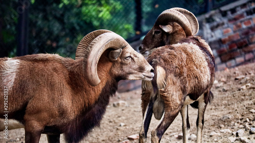 goats in the mountains