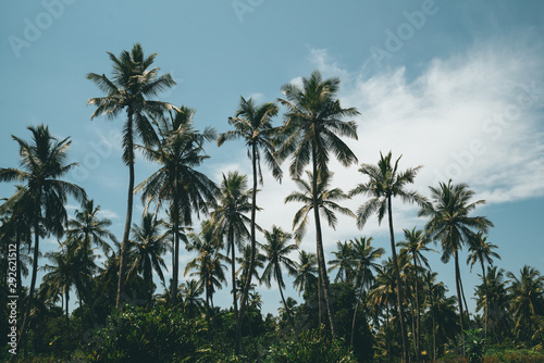 palm trees on background of blue sky