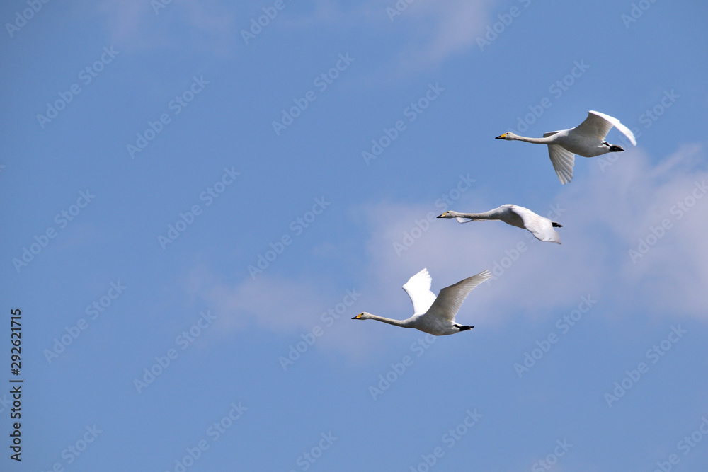 Flying Whooper Swan - Cygnus cygnus.