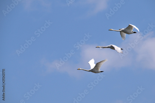 Flying Whooper Swan - Cygnus cygnus.