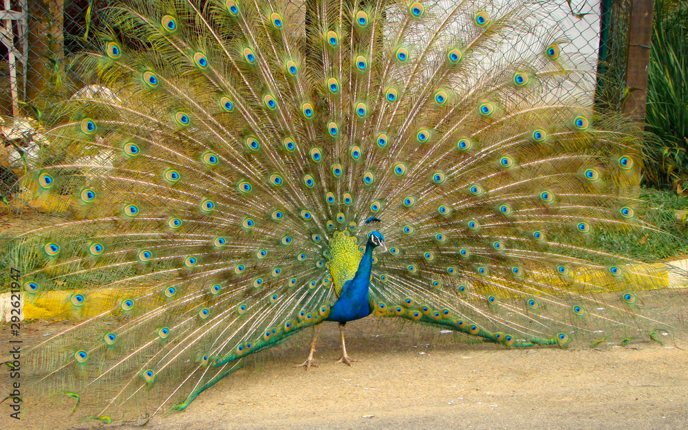 Obraz premium A beautiful blue peacock with colored tail