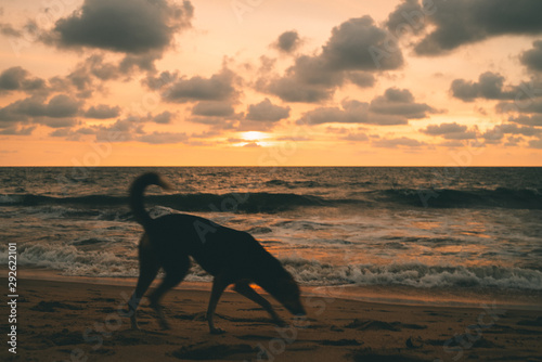 dog on beach at sunset © Nara
