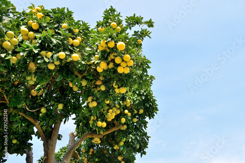 Grapefruit tree - Citrus X paradisi. photo