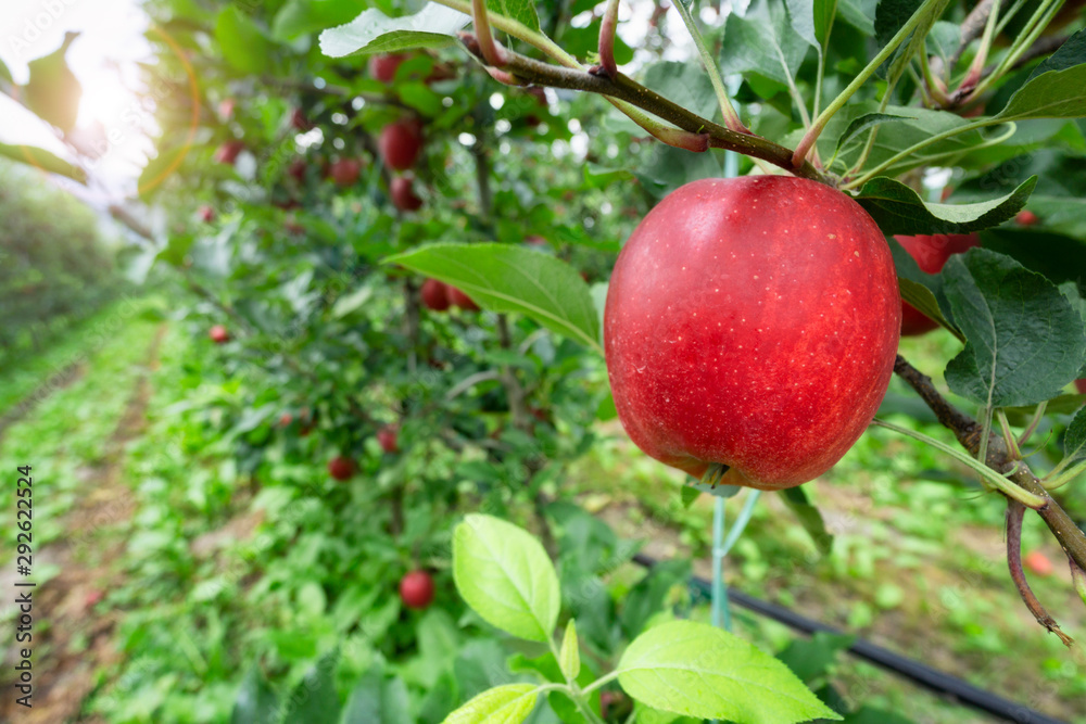 red apple orchard in autumn red apple orchard in autumn