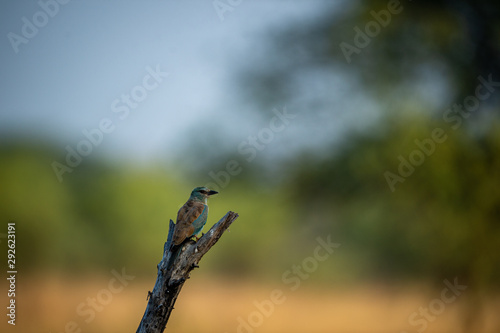 Angry bird Eurasian or European roller or Coracias garrulus on a beautiful wood perch and multi color background at tal chhapar blackbuck sanctuary, churu, rajasthan , india