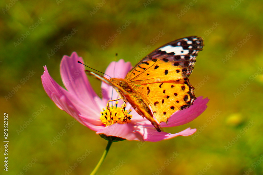 Obraz premium コスモスと蝶