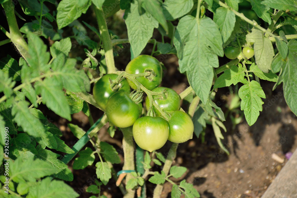 Fresh green tomato plant - Solanum lycopersicum.
