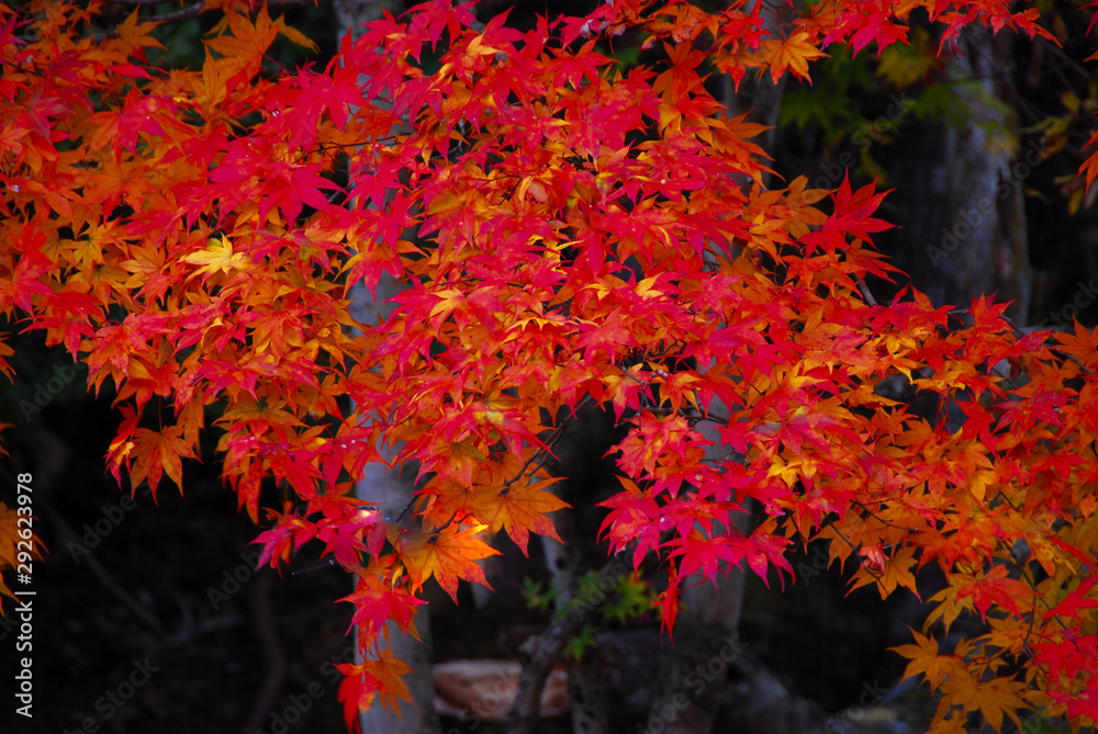真っ赤に色着くもみじの紅葉 真っ赤に色着くもみじの紅葉