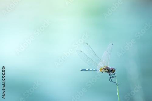 the dragonfly in nature, the animal in wild life, the insect in nature