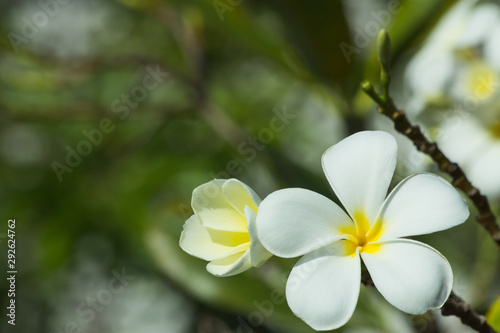 Frangipani close-up in nature, the flower in nature abstract background