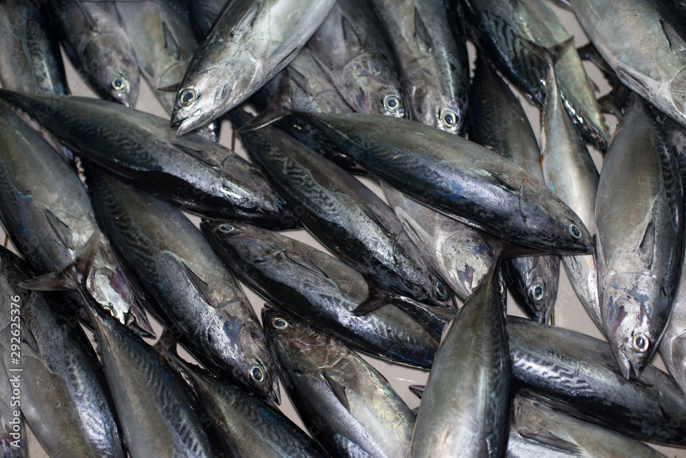 Tuna fresh fish for sale at the Fish market in Male, Maldives Tuna fresh fish for sale at the Fish market in Male, Maldives