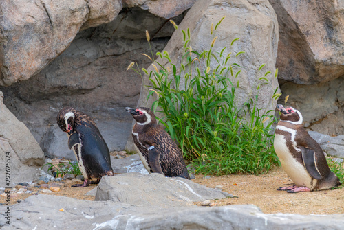 Penguins resting on the rocks on the shore