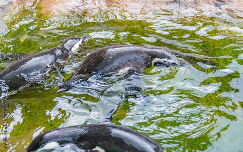 Happy penguins swimming in green water