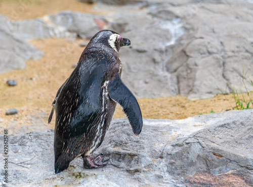 Penguins resting on the rocks on the shore