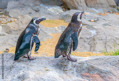 Penguins resting on the rocks on the shore