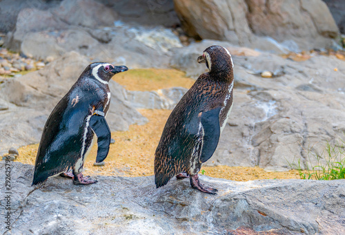 Penguins resting on the rocks on the shore