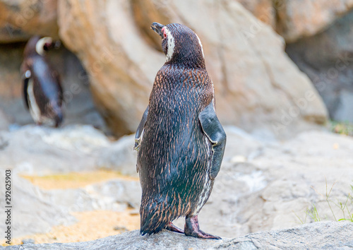 Penguins resting on the rocks on the shore