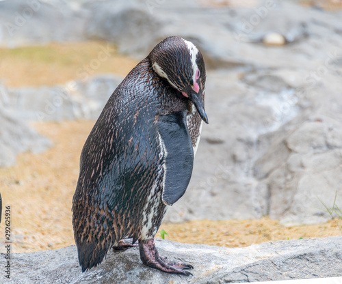 Penguins resting on the rocks on the shore
