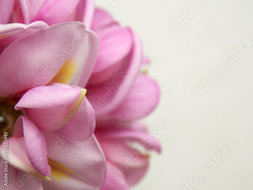 flower macro. background