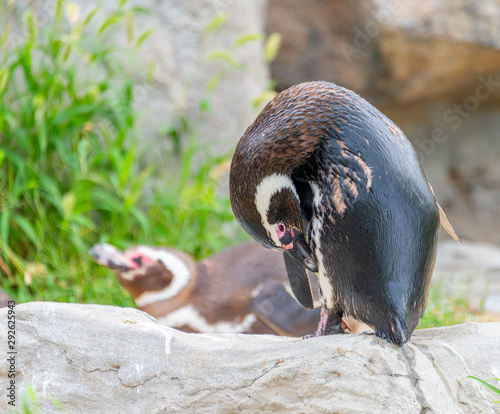 Penguins resting on the rocks on the shore