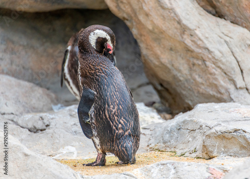 Penguins resting on the rocks on the shore