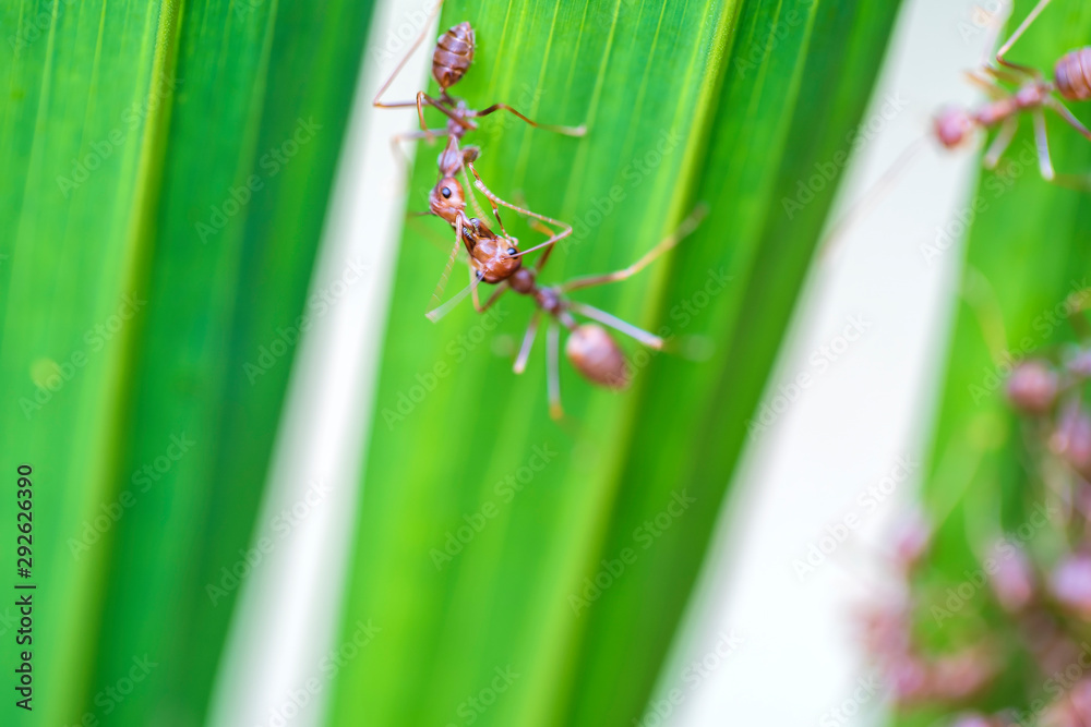 Red ants or fire ants on green palm leaf, Thailand, macro, closeup Red ants or fire ants on green palm leaf, Thailand, macro, closeup
