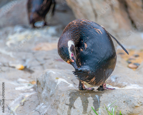 Penguins resting on the rocks on the shore