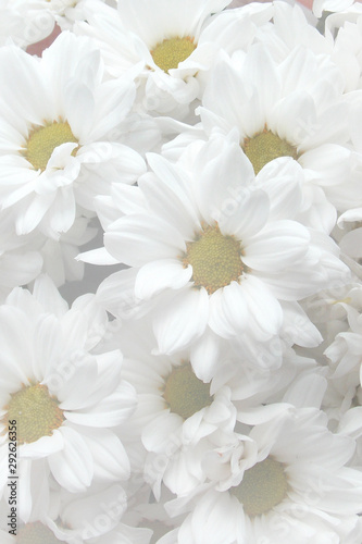 chamomile. bouquet. background. flowers